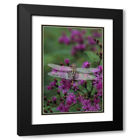 Dragonfly on Joe-Pye weed Black Modern Wood Framed Art Print with Double Matting by Rotenberg, Nancy