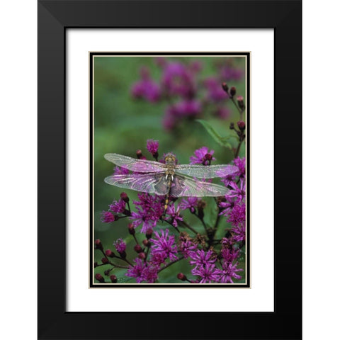 Dragonfly on Joe-Pye weed Black Modern Wood Framed Art Print with Double Matting by Rotenberg, Nancy