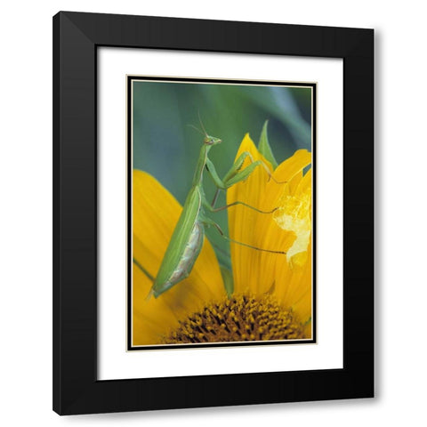 Female praying mantis with egg sac on sunflower Black Modern Wood Framed Art Print with Double Matting by Rotenberg, Nancy