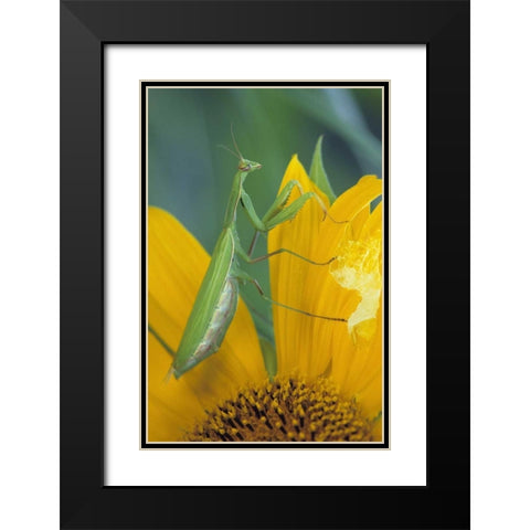 Female praying mantis with egg sac on sunflower Black Modern Wood Framed Art Print with Double Matting by Rotenberg, Nancy