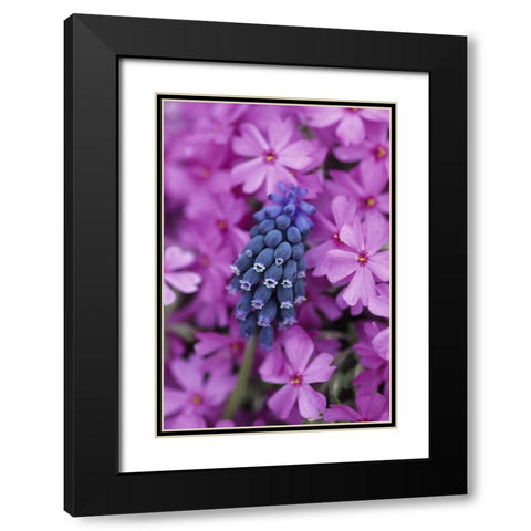 Grape Hyacinth in Phlox in garden Black Modern Wood Framed Art Print with Double Matting by Rotenberg, Nancy