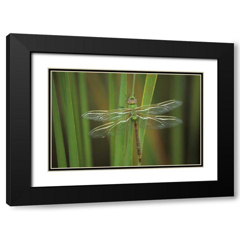 Green Darner dragonfly on Reeds Black Modern Wood Framed Art Print with Double Matting by Rotenberg, Nancy