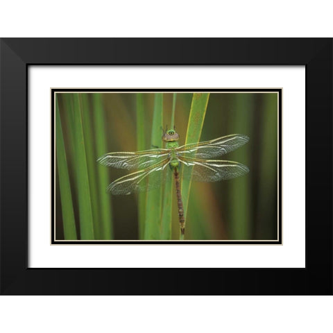 Green Darner dragonfly on Reeds Black Modern Wood Framed Art Print with Double Matting by Rotenberg, Nancy