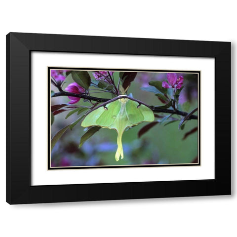 Luna Moth on Cherry Tree in Spring Black Modern Wood Framed Art Print with Double Matting by Rotenberg, Nancy