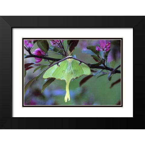 Luna Moth on Cherry Tree in Spring Black Modern Wood Framed Art Print with Double Matting by Rotenberg, Nancy