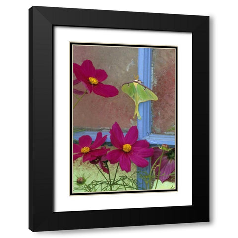 Luna Moth on Old Window with Cosmos Black Modern Wood Framed Art Print with Double Matting by Rotenberg, Nancy