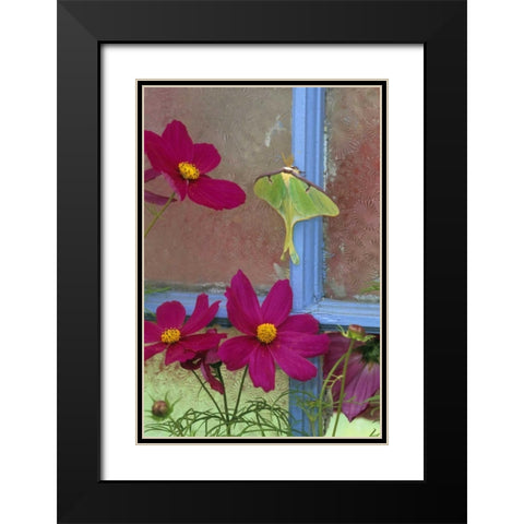 Luna Moth on Old Window with Cosmos Black Modern Wood Framed Art Print with Double Matting by Rotenberg, Nancy