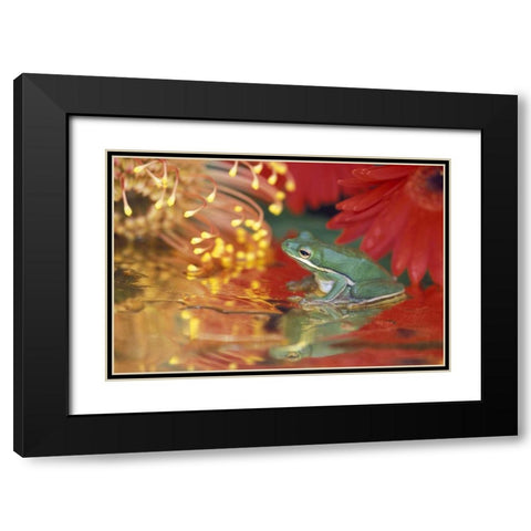 Frog and reflections among flowers Black Modern Wood Framed Art Print with Double Matting by Rotenberg, Nancy