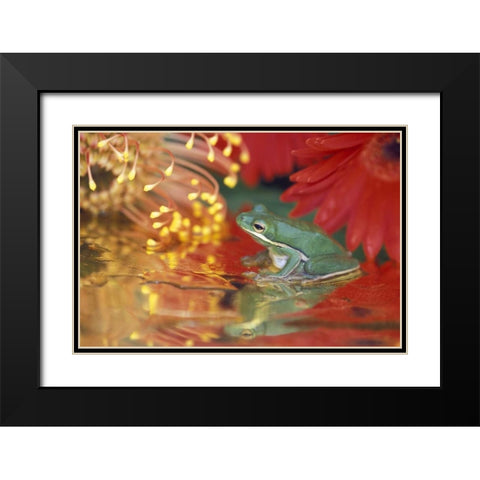 Frog and reflections among flowers Black Modern Wood Framed Art Print with Double Matting by Rotenberg, Nancy
