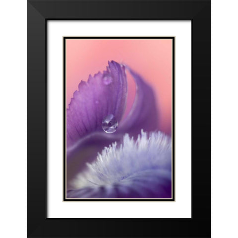 Iris Petal Close-up Black Modern Wood Framed Art Print with Double Matting by Rotenberg, Nancy