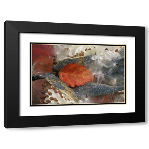 Autumn Leaf in Milkweed Black Modern Wood Framed Art Print with Double Matting by Rotenberg, Nancy