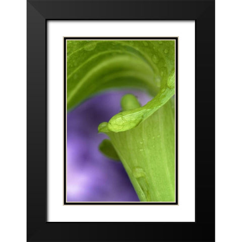 Of Jack-in-the-Pulpit with violet background Black Modern Wood Framed Art Print with Double Matting by Rotenberg, Nancy