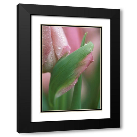 Pink tulip close-up, in garden Black Modern Wood Framed Art Print with Double Matting by Rotenberg, Nancy