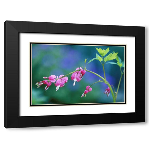 Pink bleeding hearts in garden Black Modern Wood Framed Art Print with Double Matting by Rotenberg, Nancy