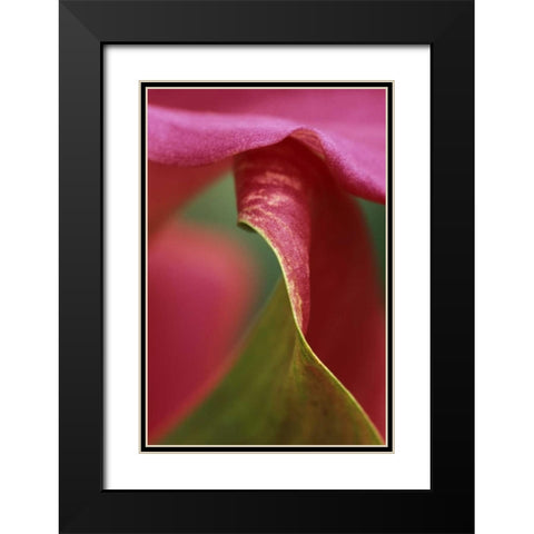 Pink calla lily, close-up Black Modern Wood Framed Art Print with Double Matting by Rotenberg, Nancy