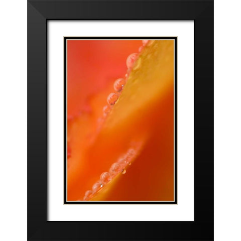 Petals with dew drops close-up Black Modern Wood Framed Art Print with Double Matting by Rotenberg, Nancy