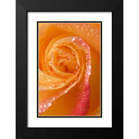 Rose close-up with dew Black Modern Wood Framed Art Print with Double Matting by Rotenberg, Nancy