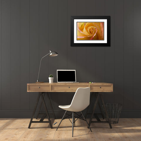 Rose close-up with dew Black Modern Wood Framed Art Print with Double Matting by Rotenberg, Nancy