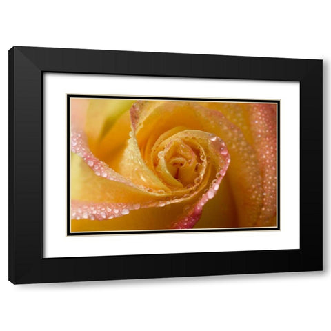 Rose close-up with dew Black Modern Wood Framed Art Print with Double Matting by Rotenberg, Nancy