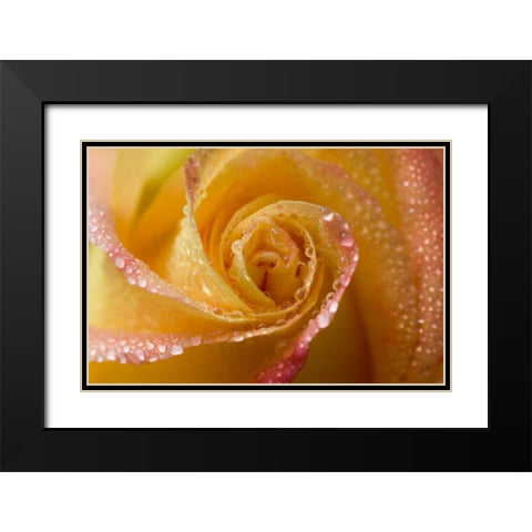 Rose close-up with dew Black Modern Wood Framed Art Print with Double Matting by Rotenberg, Nancy
