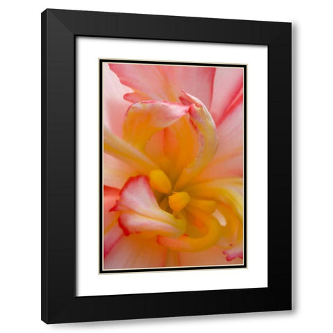 Begonia close-up pattern Black Modern Wood Framed Art Print with Double Matting by Rotenberg, Nancy