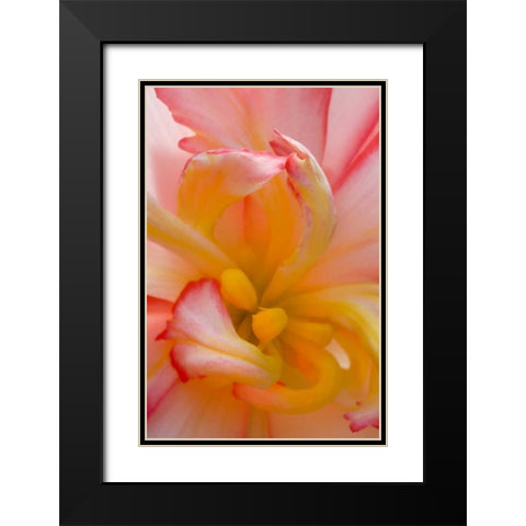 Begonia close-up pattern Black Modern Wood Framed Art Print with Double Matting by Rotenberg, Nancy