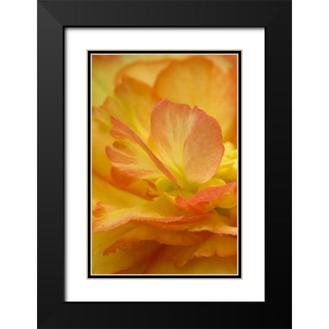 Begonia close-up Black Modern Wood Framed Art Print with Double Matting by Rotenberg, Nancy