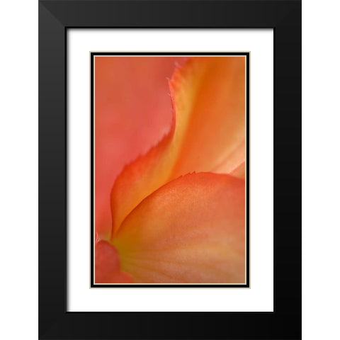 Begonia Petal Close-up Black Modern Wood Framed Art Print with Double Matting by Rotenberg, Nancy
