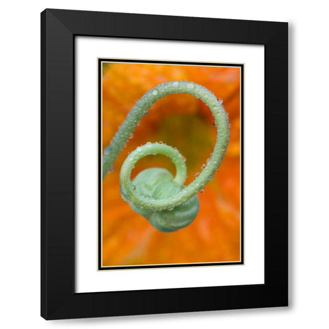 Nasturtium curl with rain Black Modern Wood Framed Art Print with Double Matting by Rotenberg, Nancy