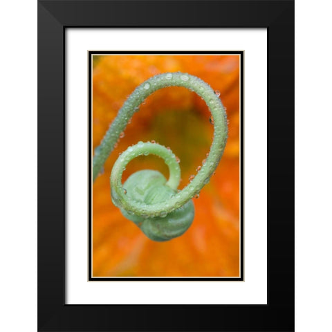 Nasturtium curl with rain Black Modern Wood Framed Art Print with Double Matting by Rotenberg, Nancy