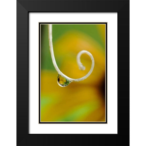 Rain drop with flower reflected Black Modern Wood Framed Art Print with Double Matting by Rotenberg, Nancy