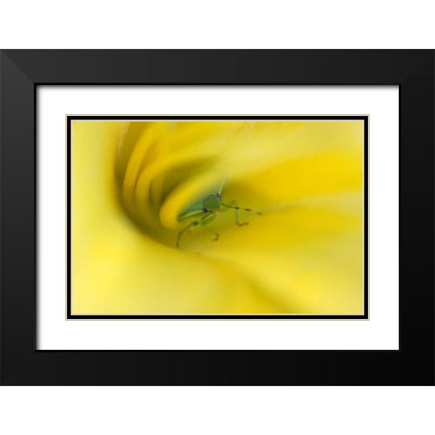 Shield Bug in Lily Black Modern Wood Framed Art Print with Double Matting by Rotenberg, Nancy