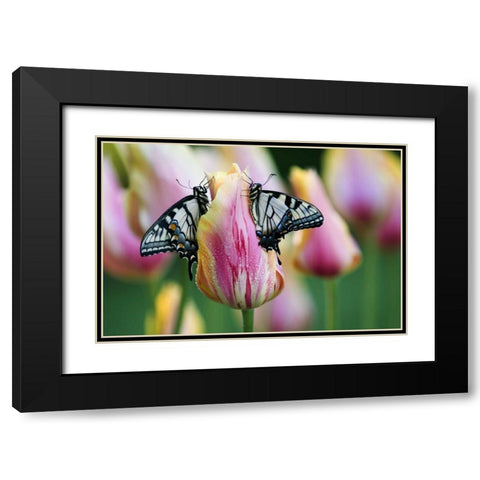 Two Eastern Tiger Swallowtail Butterfly on Tulip Black Modern Wood Framed Art Print with Double Matting by Rotenberg, Nancy