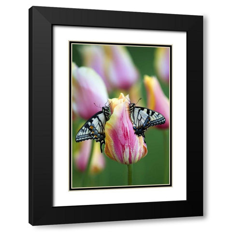 Swallowtail Butterflies on Tulip in the Morning Black Modern Wood Framed Art Print with Double Matting by Rotenberg, Nancy