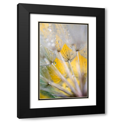 Seedhead with Raindrops Black Modern Wood Framed Art Print with Double Matting by Rotenberg, Nancy