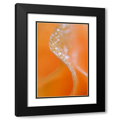 Abstract flower close-up Black Modern Wood Framed Art Print with Double Matting by Rotenberg, Nancy