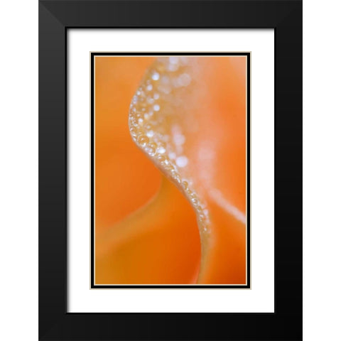 Abstract flower close-up Black Modern Wood Framed Art Print with Double Matting by Rotenberg, Nancy