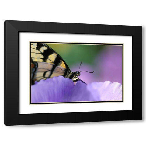 Swallowtail Butterfly on Petunia in Garden Black Modern Wood Framed Art Print with Double Matting by Rotenberg, Nancy