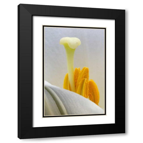 Lily stamen close-up Black Modern Wood Framed Art Print with Double Matting by Rotenberg, Nancy