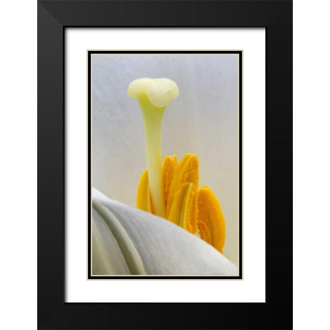 Lily stamen close-up Black Modern Wood Framed Art Print with Double Matting by Rotenberg, Nancy