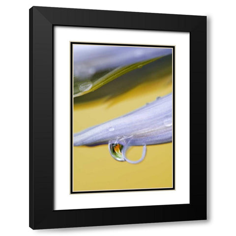 Flower petal with drop and reflection Black Modern Wood Framed Art Print with Double Matting by Rotenberg, Nancy
