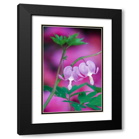 Bleeding Hearts Connecting In Garden Black Modern Wood Framed Art Print with Double Matting by Rotenberg, Nancy