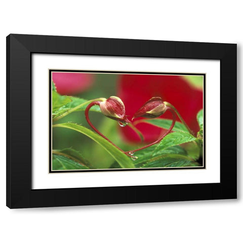 Begonia Buds in heart shape with drops Black Modern Wood Framed Art Print with Double Matting by Rotenberg, Nancy