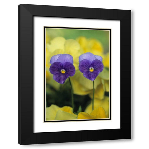 Two Pansy Faces in Garden Black Modern Wood Framed Art Print with Double Matting by Rotenberg, Nancy