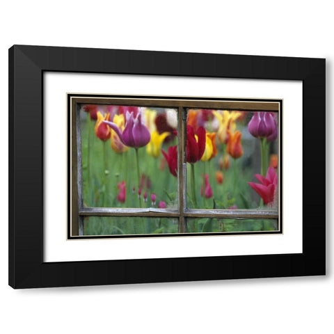 Spring Garden Behind Old window Black Modern Wood Framed Art Print with Double Matting by Rotenberg, Nancy