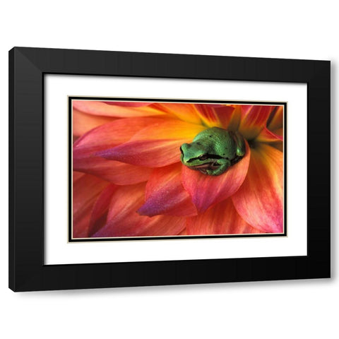 Pacific Chorus frog on dahlia Black Modern Wood Framed Art Print with Double Matting by Kirkland, Dennis