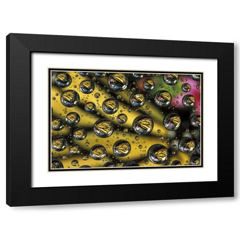Monarch butterfly reflected in water drops Black Modern Wood Framed Art Print with Double Matting by Kirkland, Dennis