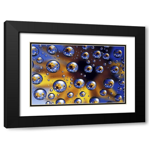 Arrowleaf balsamroot reflected in water drops Black Modern Wood Framed Art Print with Double Matting by Kirkland, Dennis