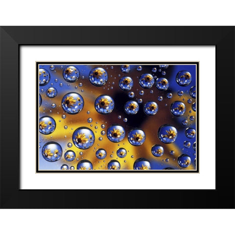 Arrowleaf balsamroot reflected in water drops Black Modern Wood Framed Art Print with Double Matting by Kirkland, Dennis