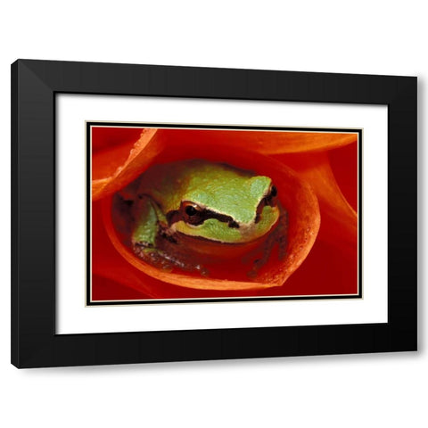 Pacific Chorus frog in dahlia Black Modern Wood Framed Art Print with Double Matting by Kirkland, Dennis